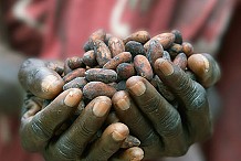 Les géants du cacao acceptent de payer les fèves de cacao de la Côte d'Ivoire et du Ghana à $ 2600, prix imposé par ces 2 pays