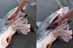 (vidéo) Il sauve trois bébés requins du ventre de leur maman morte 