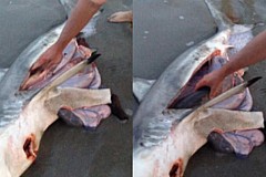 (vidéo) Il sauve trois bébés requins du ventre de leur maman morte (vidéo) Il sauve trois bébés requins du ventre de leur maman morte