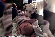 (vidéo) Les chiens savent prendre soin des bébés