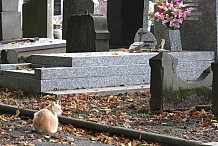 QR Code: Des tombes connectées dans les cimetières