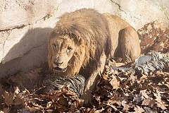 (photos + vidéo) Le moment terrifiant où un ex-policier devenu néo-nazi est attaqué par des lions au zoo de Barcelone