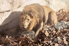 (photos + vidéo) Le moment terrifiant où un ex-policier devenu néo-nazi est attaqué par des lions au zoo de Barcelone (photos + vidéo) Le moment terrifiant où un ex-policier devenu néo-nazi est attaqué par des lions au zoo de Barcelone