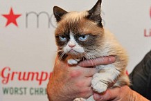 (Vidéo) “Grumpy Cat”, le chat le plus riche du monde
