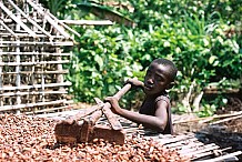 Lutte contre le travail des enfants : le BIT salue les efforts du gouvernement ivoirien