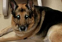 Un chien condamné à l'euthanasie à cause d'un testament