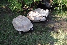 (Vidéo) Une tortue sauve la vie de son amie