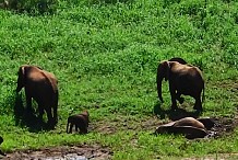 (Vidéo) Afrique du Sud: Naissance rarissime de jumeaux éléphanteaux