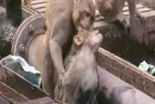 (Vidéo) Un singe réanime un autre singe