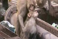 (Vidéo) Un singe réanime un autre singe (Vidéo) Un singe réanime un autre singe