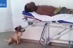 (vidéo) Un chien refuse de quitter son maître emmené par une ambulance après un malaise et court derrière le véhicule 