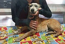 (Photos) Les propriétaires de cette chienne ont voulu la tuer en faisant exploser un feu d'artifice dans sa gueule parce qu'elle était enceinte