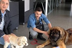 Marseille: Un chien sauve des vies grâce à des dons de sang Marseille: Un chien sauve des vies grâce à des dons de sang