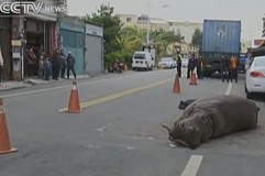 (Vidéo) Un hippopotame saute d'un camion en pleine rue à Taïwan