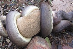 Australie: Un python engloutit un wallaby Australie: Un python engloutit un wallaby