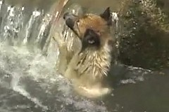 (Vidéo) Sauvetage d’un chien tombé dans un puits
(Vidéo) Sauvetage d’un chien tombé dans un puits