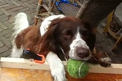 Ces chiens jouent seuls à la balle