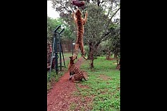 (Vidéo) Le saut impressionnant d'un tigre en slow motion