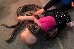 (Vidéo) États-Unis: Alyssa, 14 mois, un python pour animal de compagnie