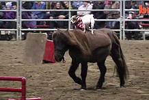 (Vidéo) Un Jack Russell entraîné à monter à cheval