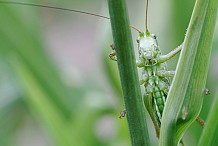 Japon: Un insecte dans des aliments pour bébé, 120.000 portions rappelées