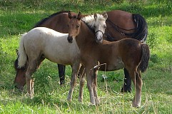 (Vidéo) La réaction d’un cheval qui retrouve un vieil ami