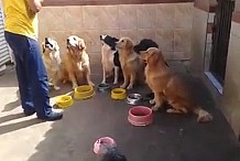 (Vidéo) Des chiens obéissants qui attendent pour manger