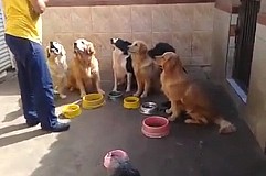 (Vidéo) Des chiens obéissants qui attendent pour manger (Vidéo) Des chiens obéissants qui attendent pour manger
