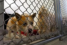 Corée du Sud : Des chiens élevés pour être mangés offerts à l'adoption aux Etats-Unis