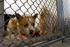Corée du Sud : Des chiens élevés pour être mangés offerts à l'adoption aux Etats-Unis