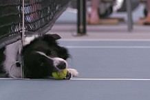 (Vidéo) Des chiens ramasseurs de balles (tennis)