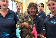 La belle histoire du jour : sauvé in extremis des flammes, Jeremy le koala va désormais mieux
