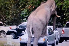(vidéo) Un éléphant détruit la voiture des touristes