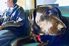 (Vidéo) Un chien prend le bus tout seul chaque semaine pour aller au parc
