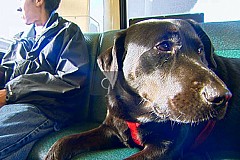 (Vidéo) Un chien prend le bus tout seul chaque semaine pour aller au parc (Vidéo) Un chien prend le bus tout seul chaque semaine pour aller au parc