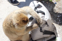 (Vidéo) Sans pression, ce singe vole et mange le sandwich d’un touriste