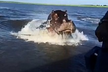 (Vidéo) Botswana: Un hippopotame surprend un groupe de touristes en bateau