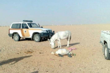 Arabie saoudite: Il se fait tuer par l’âne qu’il tentait de sodomiser