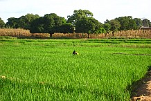 Côte d’Ivoire : Bientôt un fonds dédié aux riziculteurs