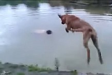 (Vidéo) Un chien n'hésite pas à se jeter à l'eau pour sauver son maître de la noyade