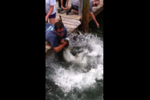 (vidéo) Un gigantesque poisson « avale » le bras d’un homme 