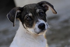 Etats-Unis: Son chiot est refusé dans l’avion, elle le noie dans les toilettes de l’aéroport Etats-Unis: Son chiot est refusé dans l’avion, elle le noie dans les toilettes de l’aéroport