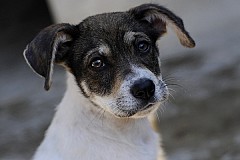 Etats-Unis: Son chiot est refusé dans l’avion, elle le noie dans les toilettes de l’aéroport