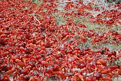 (Vidéo et Photos) Australie: Des millions de crabes envahissent l’Île Christmas