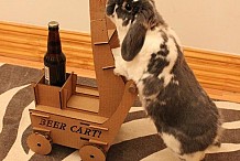 (Vidéo) Il entraîne son lapin à lui apporter sa canette de bière dans un mini-chariot