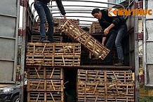 (vidéo) Les douaniers vietnamiens interceptent un camion transportant 3 tonnes de chats 