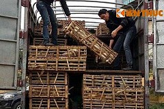 (vidéo) Les douaniers vietnamiens interceptent un camion transportant 3 tonnes de chats (vidéo) Les douaniers vietnamiens interceptent un camion transportant 3 tonnes de chats