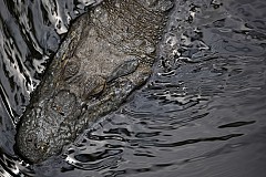 Brésil: Pour avoir de l’eau potable, ils doivent se battre avec les caïmans Brésil: Pour avoir de l’eau potable, ils doivent se battre avec les caïmans