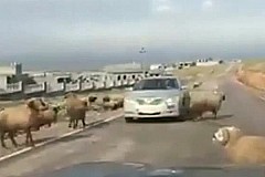 Coup de tête d’un mouton dans une voiture