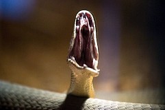 Lyon: Un serpent l'attend dans la cuvette de ses toilettes